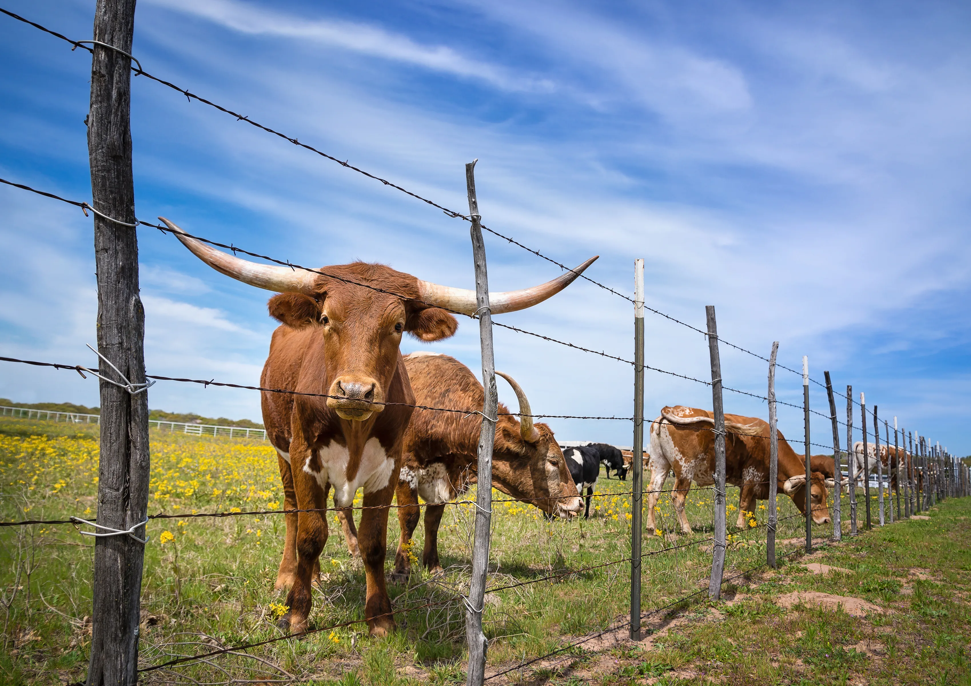 Texas Longhorn